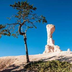 A hoodoo and a tree contrast beautufully in Bryce Canyon National Park, Utah