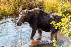 A moose feeds on the the vegetation in a roadside stream in Grand Teton National Park in Wyoming USA