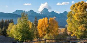 The high peaks of the Teton mountain range rise above trees in vibrant autumn colours in Grand Teton National Park, Wyoming