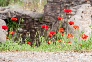 Poppies in the Gardens of the Synagogue in Rome
