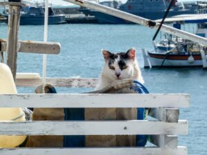A cat sits in a bag at Paphos harbour in Cyprus