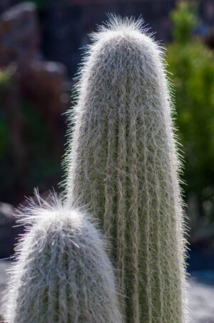 These two hairy cacti looked just like a parent and child