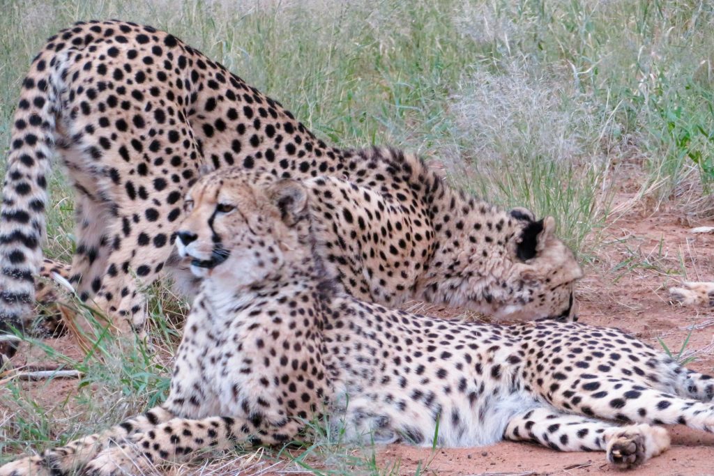 Cheetahs in the Africat Foundation at Okonjima
