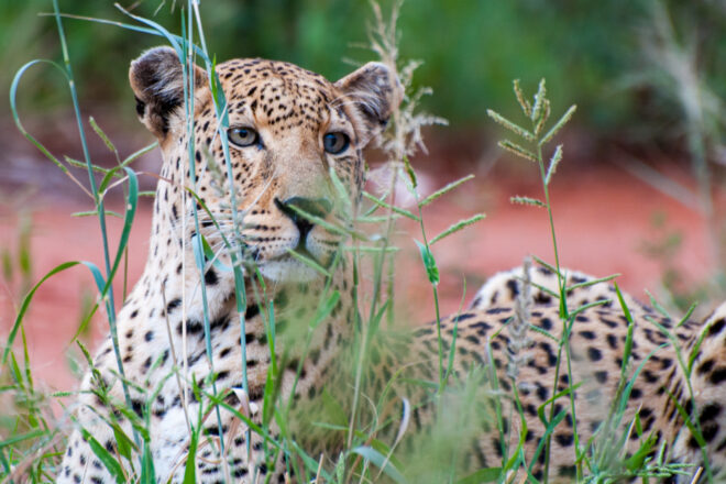 A leopard watches through blades of grass