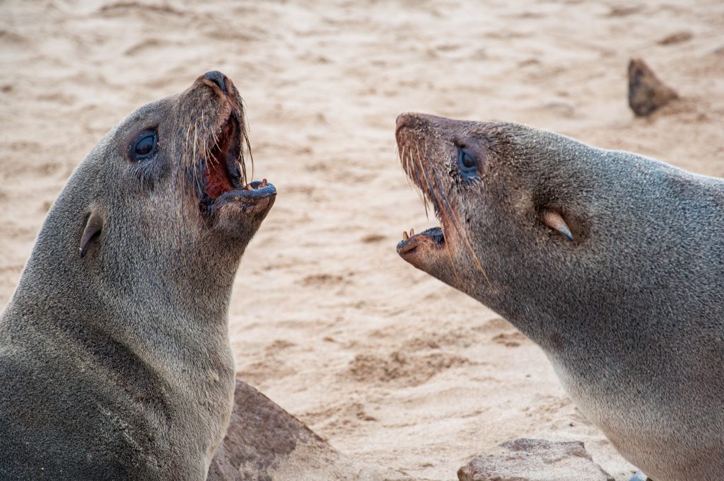 Two seals confront each other at the Cape Cross seal colony