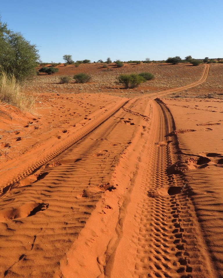 A sandy track cutting across the Bagatelle ranch