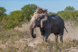 An elephant covers itself in dust in Etosha National Park