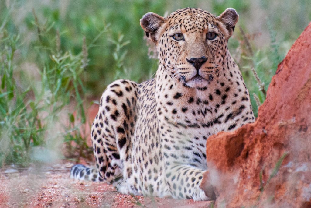 A captive leopard watches carefully from behind a rocky outcrop