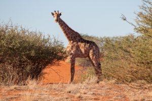 <strong>A giraffe at the Bagatelle Game Reserve in southern Namibia</strong>