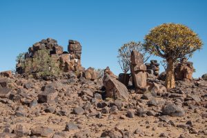 Quiver trees growing through natural rock formations in southern Namibia