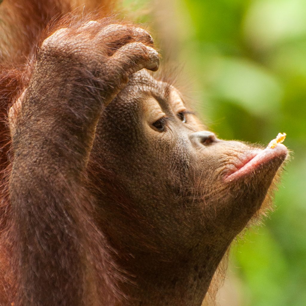 Quizical Orangutan