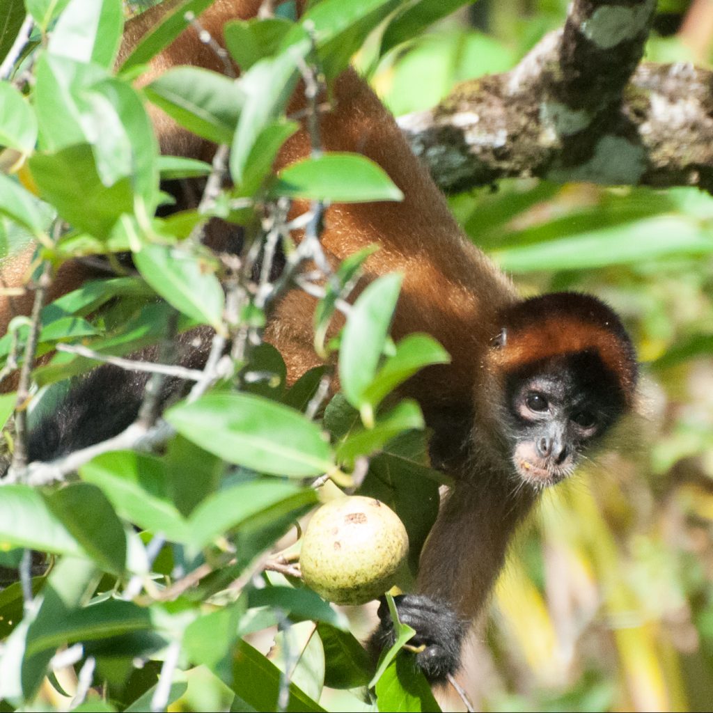 Spider monkey, Tortuguero, Costa Rica