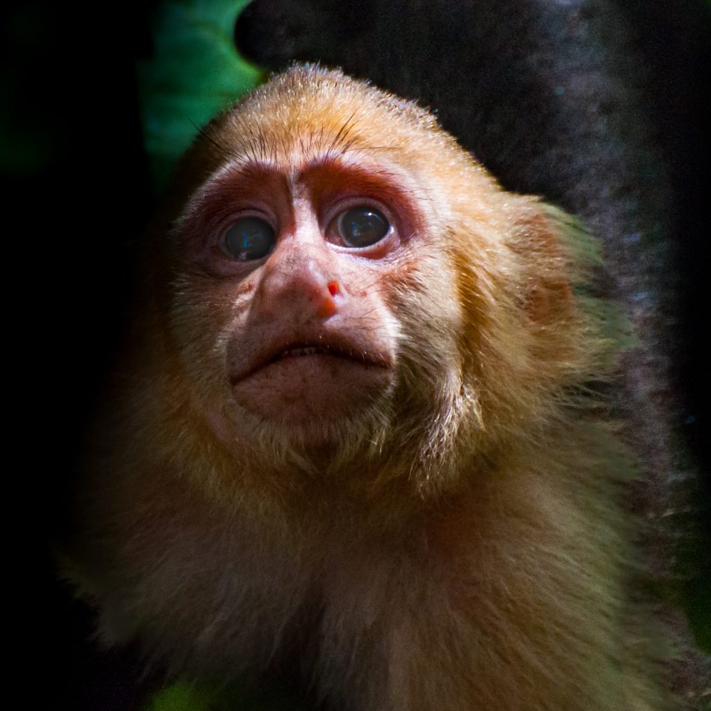 Capuchin monkey, Manuel Antonio National Park, Costa Rica