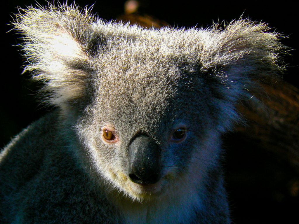 Pensive looking Koala
