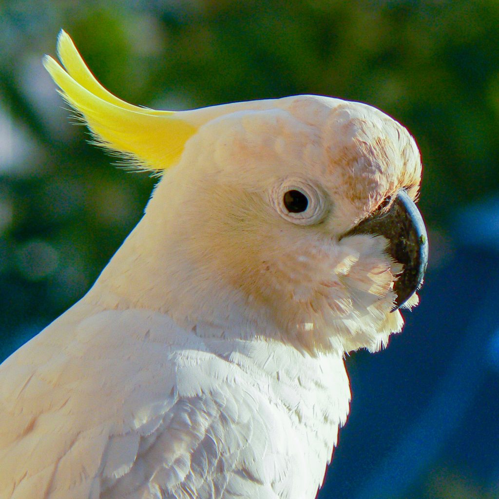 Sulphur crested cockatoo, Hamilton Island